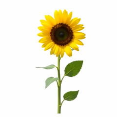 Naklejka premium sunflower isolated on white