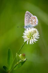 The common blue - Plebejus idas is a species of diurnal butterfly in the family Plebeidae. Its wingspan is 25 to 32 mm. Males have blue wings with narrow dark edges. Females are brown and have orange 