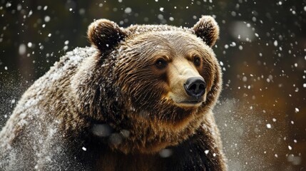 Close-up of a large brown bear in winter snow.