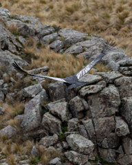 Hembra de cóndo andino volando fondo valle en rocas de montaña