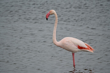A solitary flamingo poses for the camera on the lake.