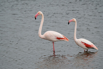 Flamingo Friends look at the camera