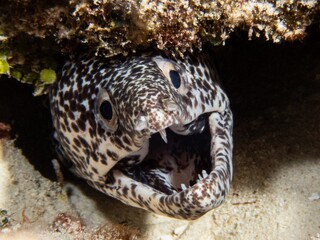 spotted moray