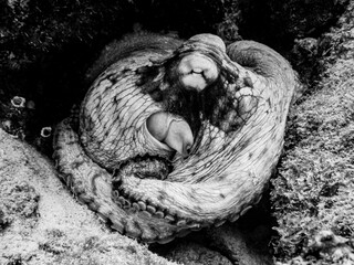 Octopus in black and white