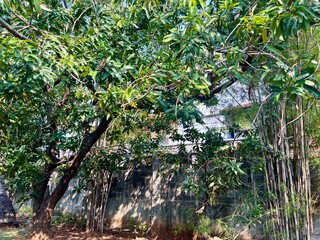 Mango tree with lush leaves and fruit, in a garden from Indonesia. With a bright blue sky background
