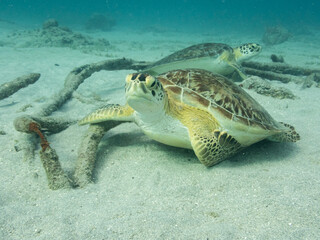 Sea turtles