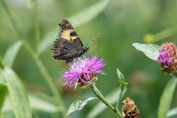 Obraz premium Small tortoiseshell butterfly (Aglais urticae) sitting on a pink scabiosa in Zurich, Switzerland