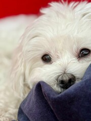 Puppy face wants to love