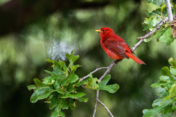 A male Summer Tanager perched among the leaves of a Burr Oak.