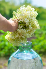 champagne from elder flowers. Selective focus.