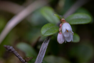 Lingonberry Vaccinium vitis-idaea, with pending white bell-shaped flowers. Partridgeberry Vaccinium vitis-idaea a flowering plant in the heath family Ericaceae. 