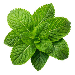 Fresh Green Mint Leaves Isolated on Transparent Background

