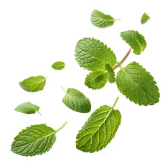 flying delicious fresh mint leaves png herb leaves in air png mint garnish motion png culinary fresh leaves png transparent background image