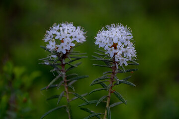 Rhododendron tomentosum (syn. Ledum palustre), commonly known as Marsh Labrador tea, northern Labrador tea or wild rosemary