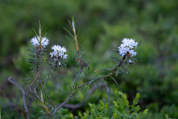 Rhododendron tomentosum (syn. Ledum palustre), commonly known as Marsh Labrador tea, northern Labrador tea or wild rosemary