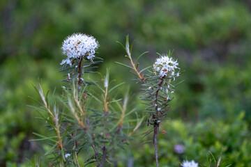 Rhododendron tomentosum (syn. Ledum palustre), commonly known as Marsh Labrador tea, northern Labrador tea or wild rosemary