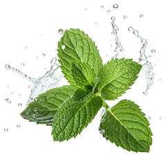 fresh green mint leaves splashing with water png mint herb motion png fresh herb droplets png culinary garnish splash png transparent background image