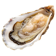 fresh raw oyster png seafood shellfish png uncooked oyster png ocean delicacy png transparent background image