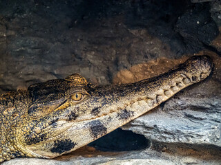 Close-Up of a Crocodile Resting in Its Natural Habitat