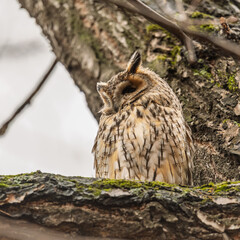 Long-eared owl (Asio otus), looking forward with wide opened eyes