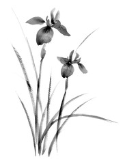 あやめの水墨画