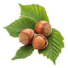 hazelnuts with leaves png nut cluster png fresh hazelnuts with greens png organic nut cluster png transparent background image