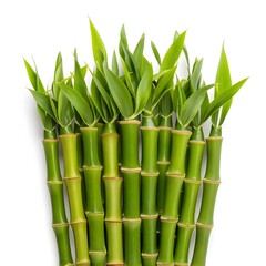 Obraz premium bamboo isolated on white background