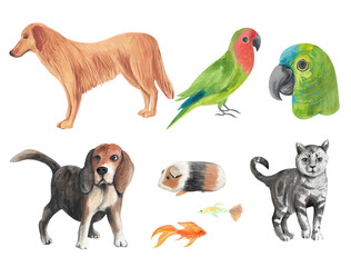 Sketch pets set. Watercolor ilustration.