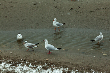 Seagulls standing in shallow water against a sandy beach background 