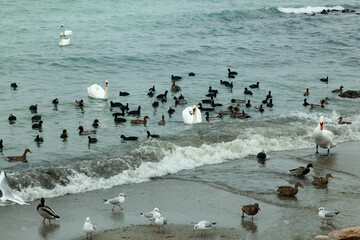 Birds swim and wander along the shore in a friendly mood against the background of the bright ocean
