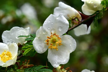 Fototapeta premium Blühender Zweig einer Bibernell-Rose