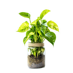 Potted plant with vibrant green leaves