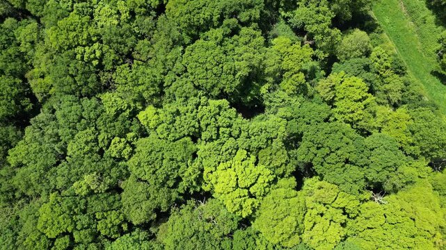 Top-down 4K drone shot over lush green trees in Epping Forest, Chingford, showing dense woodland canopy in late spring or summer.