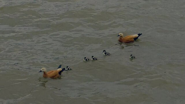 Ruddy shelducks
