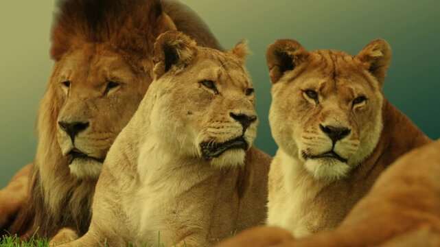 廃盤　PRIDE OF LIONS　2枚セット　送料無料 廃盤 PRIDE OF LIONS 2枚セット 送料無料 Lions Pride Images – Browse