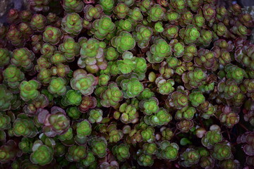 Fototapeta premium Green Plants