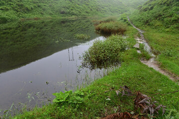 Beautiful foggy and misty monsoon landscape of tea gardens. Darjeeling, West Benga, India.
