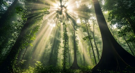 Golden Sunbeams Through Lush Jungle Canopy in Misty Morning Forest