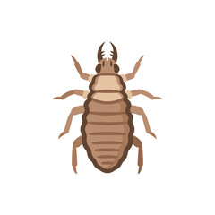Brown Louse Insect Clipart Illustration, Dorsal View of Head Louse or Body Louse