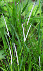 Grass affected by the Epichloë fungus