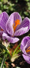 purple crocus flower