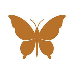 butterfly on white background