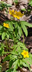 yellow flowers in the garden