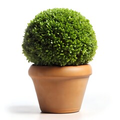 green plant in a pot on white background