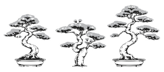 Eastern White Pine Bonsai Artistic Flow