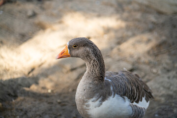 Graceful Geese and Playful Ducks: Tranquil Wildlife Moments