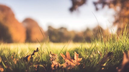 Obraz premium Autumn leaves in warm light beauty