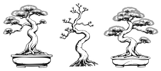 Japanese Black Pine Bonsai Crown Outline 03