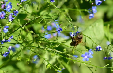 Biene auf einer Vergissmeinnichtblüte