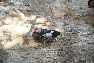 Graceful Geese and Playful Ducks: Tranquil Wildlife Moments